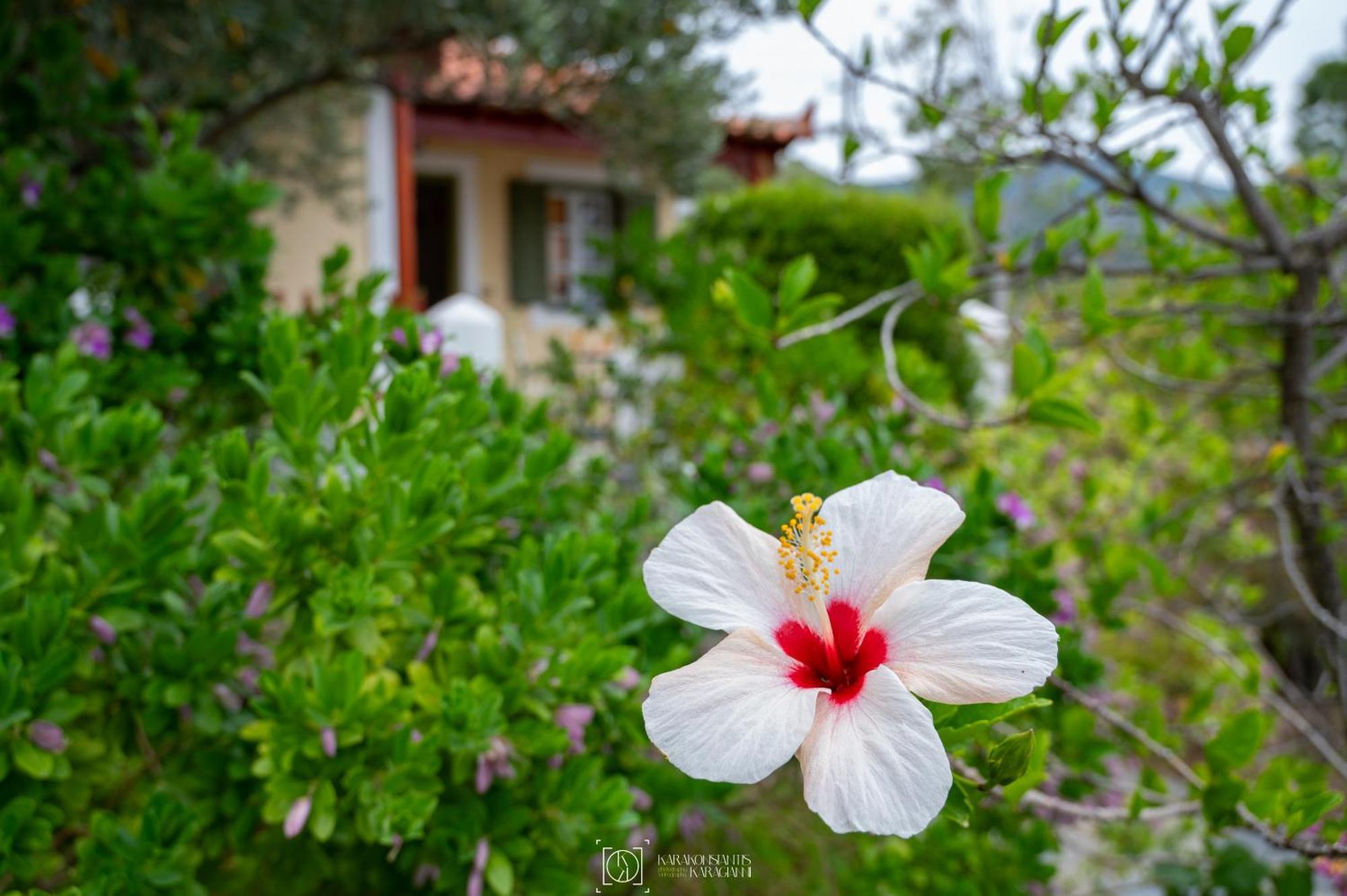 Apartamento Pleiades Samos Marathókampos Exterior foto